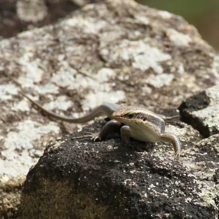 Common Lanka Skink