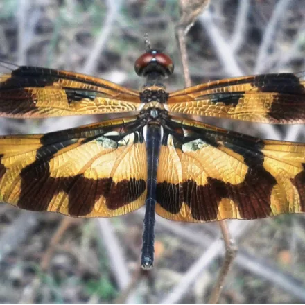 Common Picture Wing