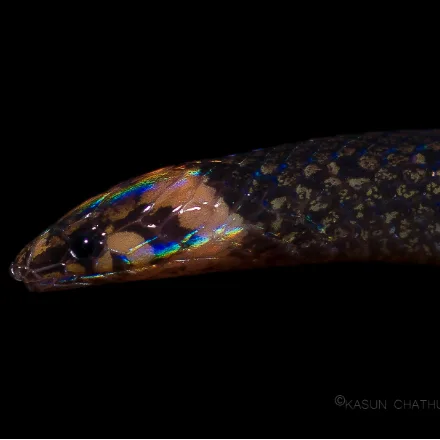Common Rough-sided Snake