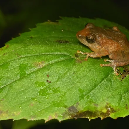 Common Shrub Frog