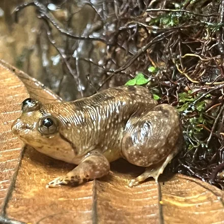 Corrugated Water Frog