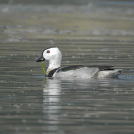 Cotton Pygmy Goose