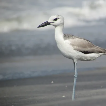 Crab-plover
