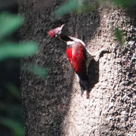 Crimson-backed Flameback