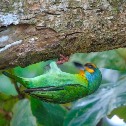 Crimson-fronted Barbet