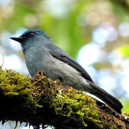 Dull-blue Flycatcher