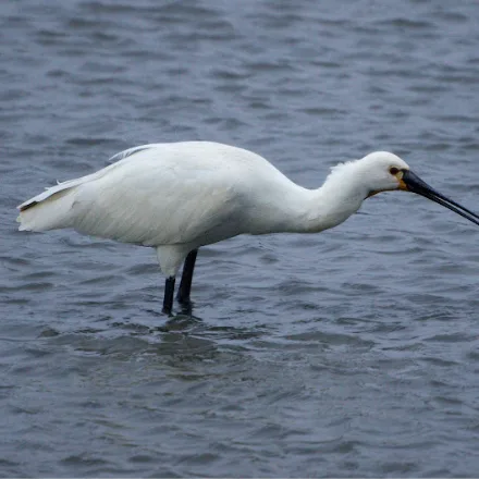 Eurasian Spoonbill