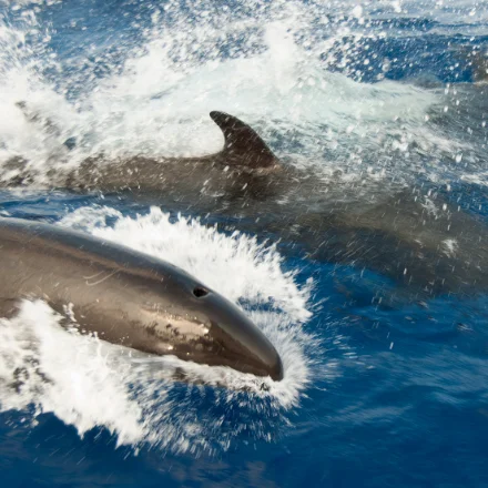 Two false killer whales surfacing through open blue water