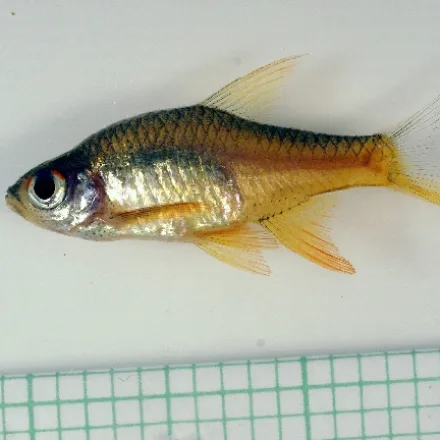 Fire Rasbora