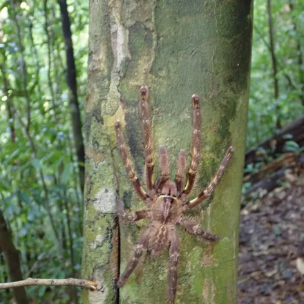 Fringed Ornamental Tarantula