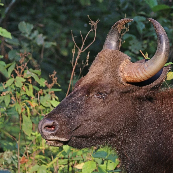 Gaur, a massive wild ox with pale curved horns and a dark brown coat, head and shoulders in forest edge