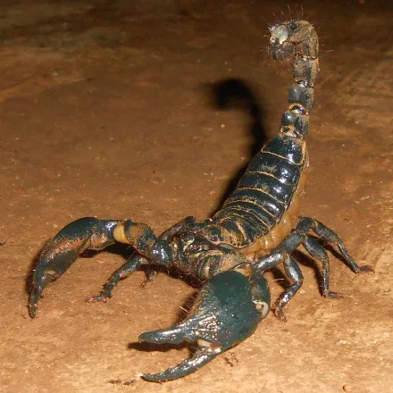 Giant Forest Scorpion