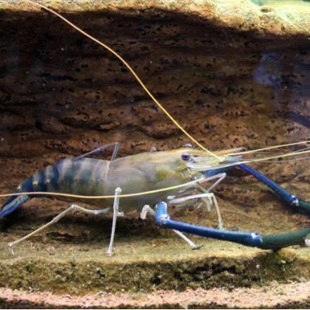 Giant Freshwater Prawn