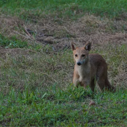 Golden Jackal