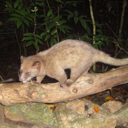 Golden Palm Civet
