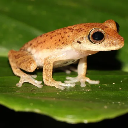 Golden Shrub Frog