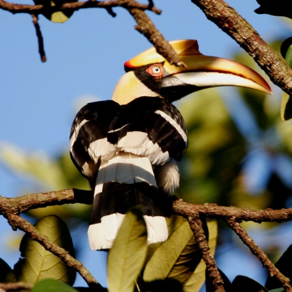 Great Hornbill perched, showing the heavy yellow bill and casque against foliage