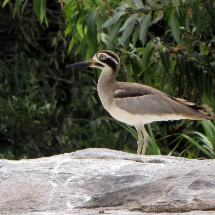 Great Thick-knee