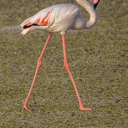 Greater Flamingo in Sri Lanka