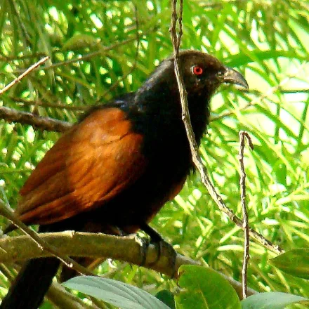 Green-billed Coucal