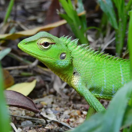 Green Forest Lizard