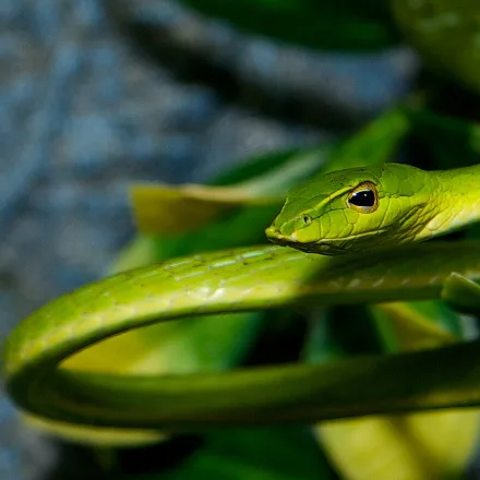 Green Vine Snake