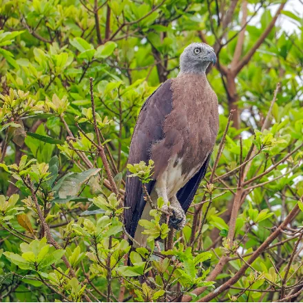 Grey-headed Fish Eagle
