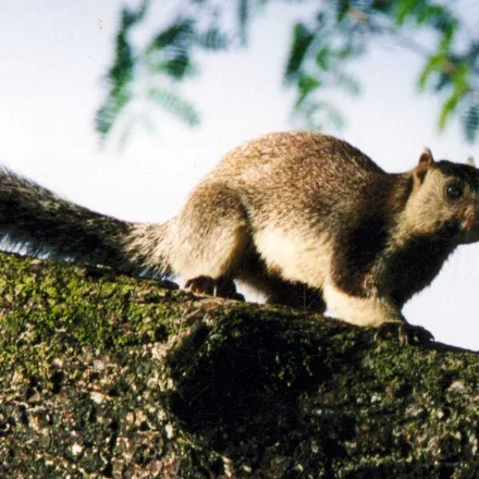 Grizzled Giant Squirrel