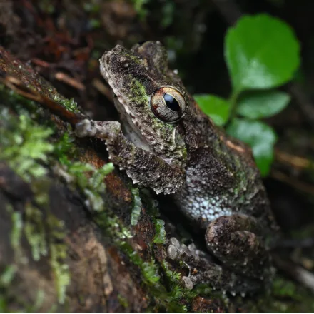 Hollow-snouted Shrub Frog