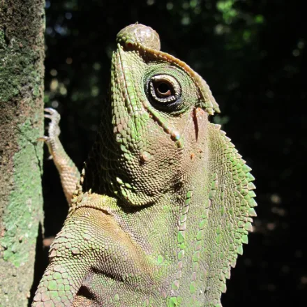 Hump-nosed Lizard