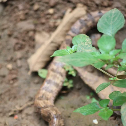 Hump-nosed Pit Viper