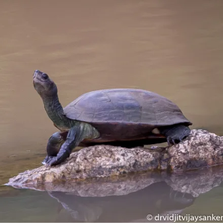 Indian Black Turtle