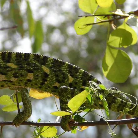Indian Chameleon