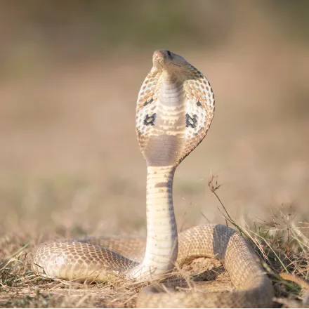 Indian Cobra