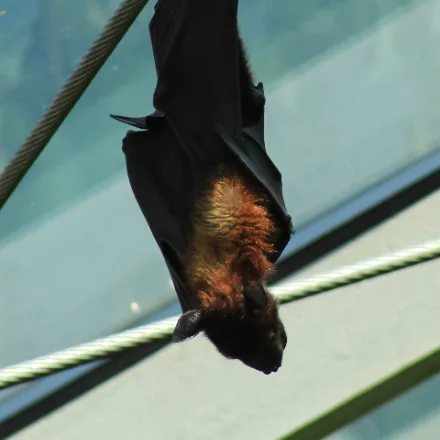 Indian Flying Fox