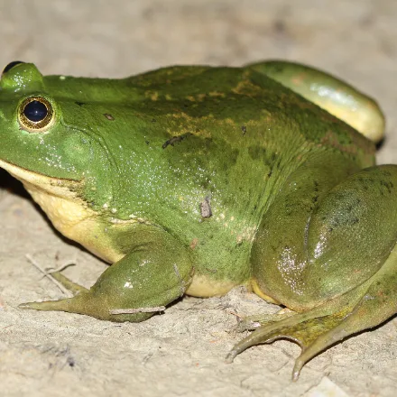 Indian Green Pond Frog