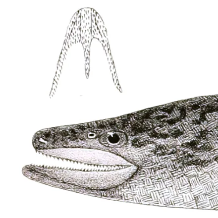Indian Mottled Eel