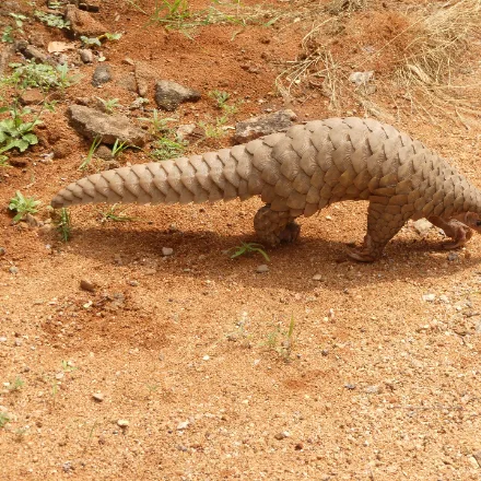 Indian Pangolin