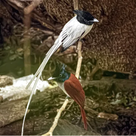 Indian Paradise Flycatcher