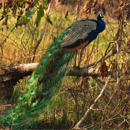 Indian Peafowl