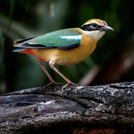Indian Pitta