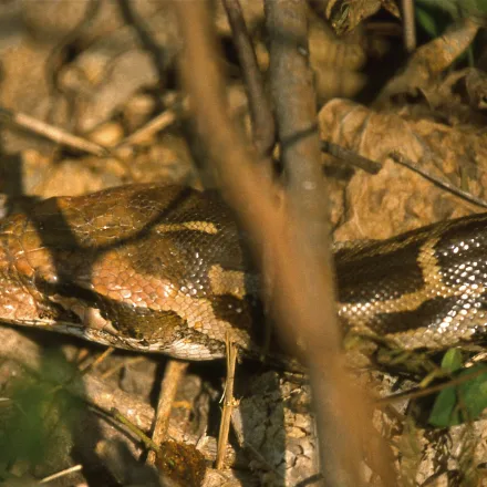 Indian Rock Python