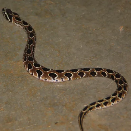 Russell's Viper