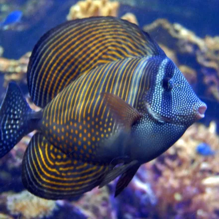 Indian Sailfin Tang
