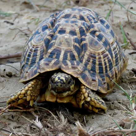 Indian Star Tortoise