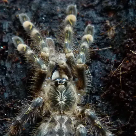 Ivory Ornamental Tarantula