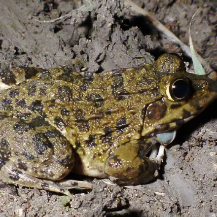 Jerdon's Bullfrog