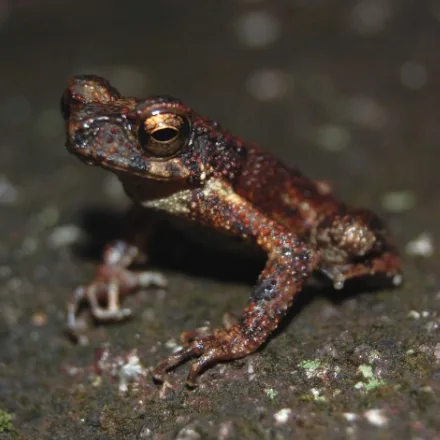 Kandyan Dwarf Toad
