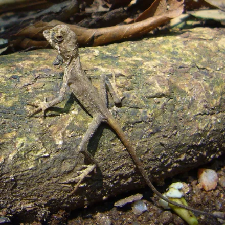 Kangaroo Lizard