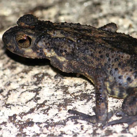 Kelaart's Dwarf Toad